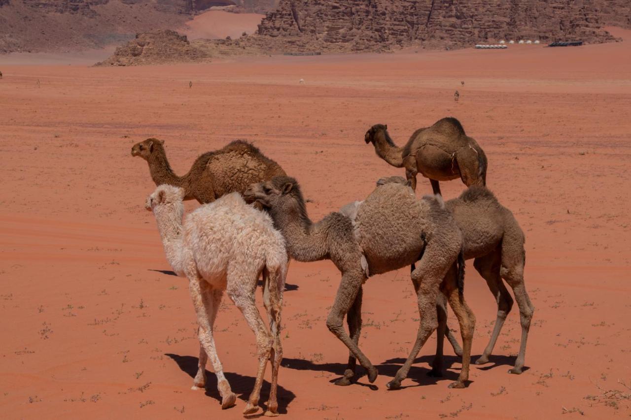 Wadirum Sunset Camp Hotel Wadi Rum Ngoại thất bức ảnh