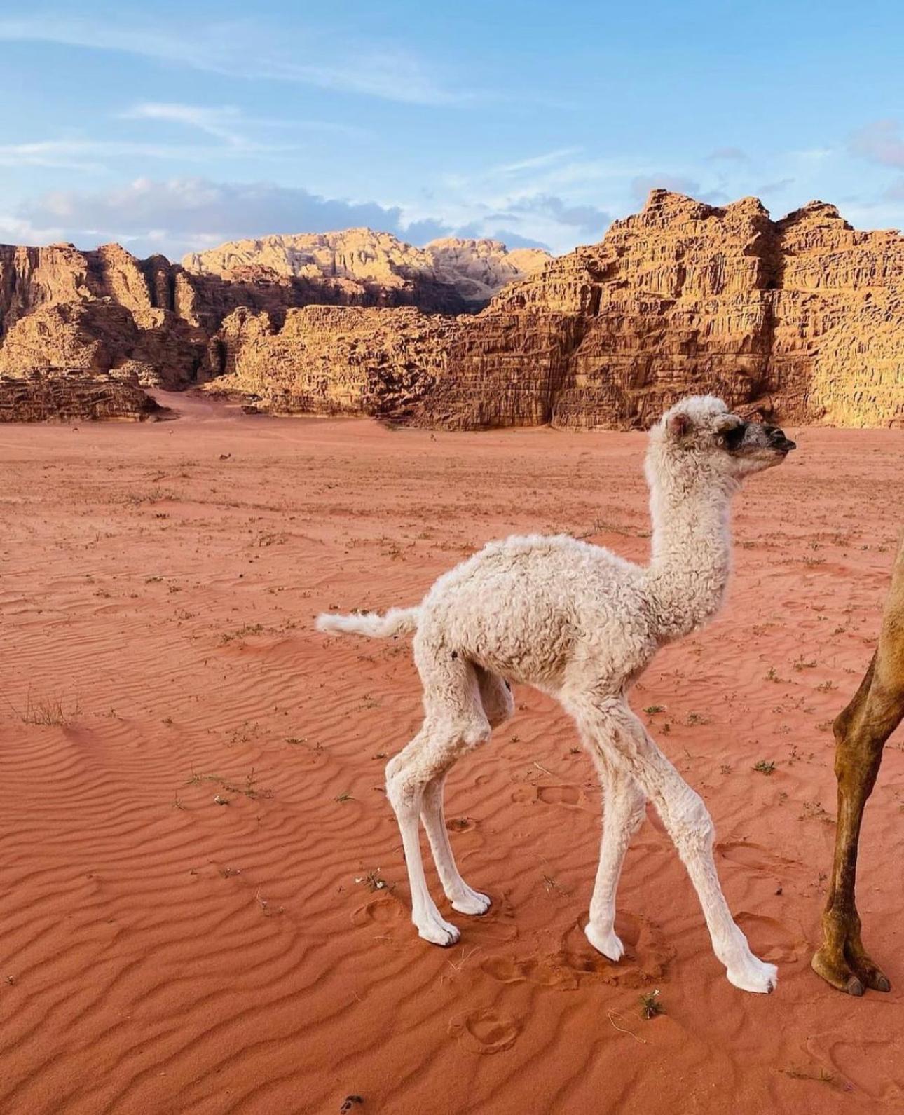 Wadirum Sunset Camp Hotel Wadi Rum Ngoại thất bức ảnh